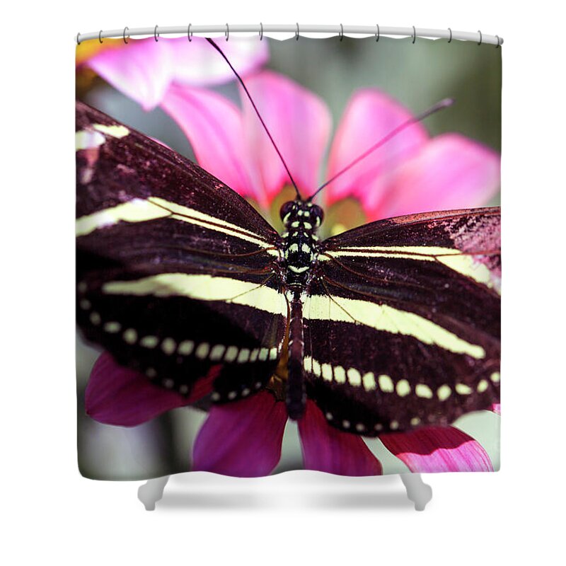 Zebra Longwing Butterfly Shower Curtain featuring the photograph Zebra Longwing Butterfly by John Rizzuto