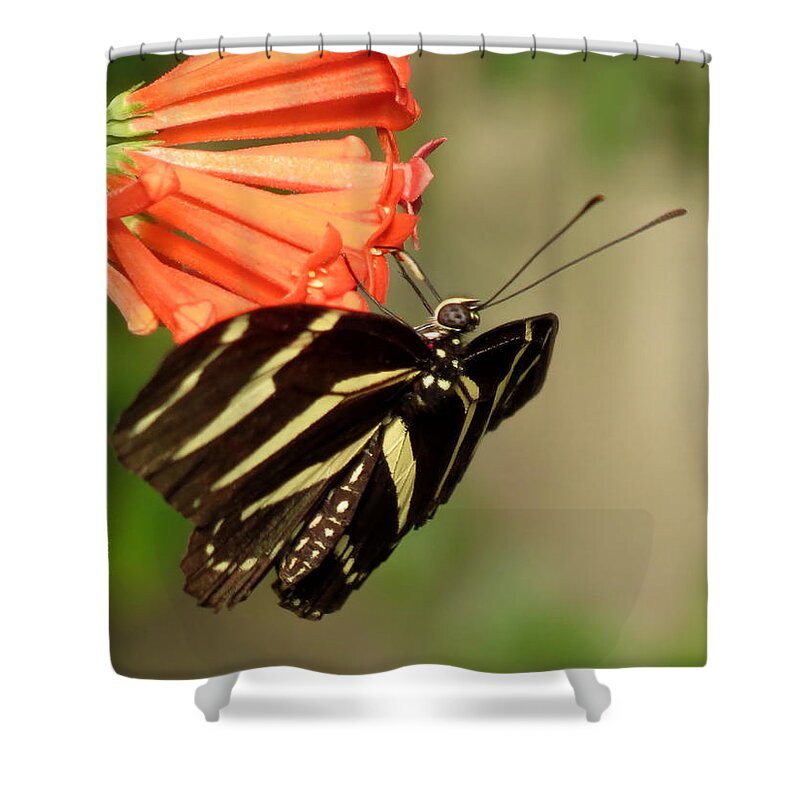 Butterfly Shower Curtain featuring the photograph Zebra Longwing on Orange - Butterfly Floral by MTBobbins Photography