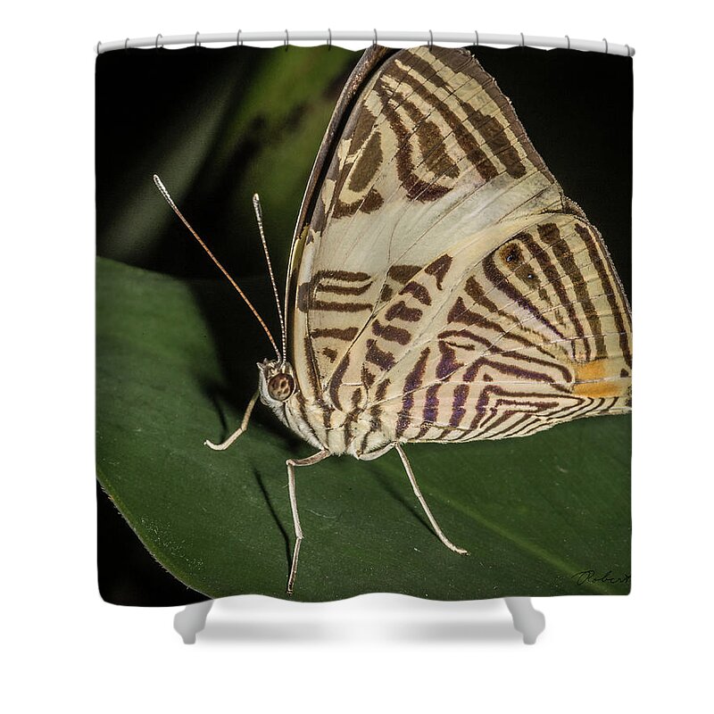 Butterfly Shower Curtain featuring the photograph Zebra Mosaic by Robert Culver