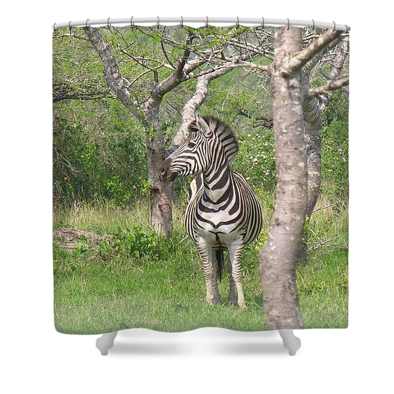S Africa Shower Curtain featuring the photograph Zebra by Susan Blackaller-Johnson