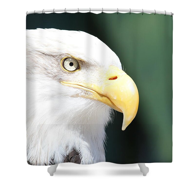Eagle Shower Curtain featuring the photograph Zeroed In by Laddie Halupa