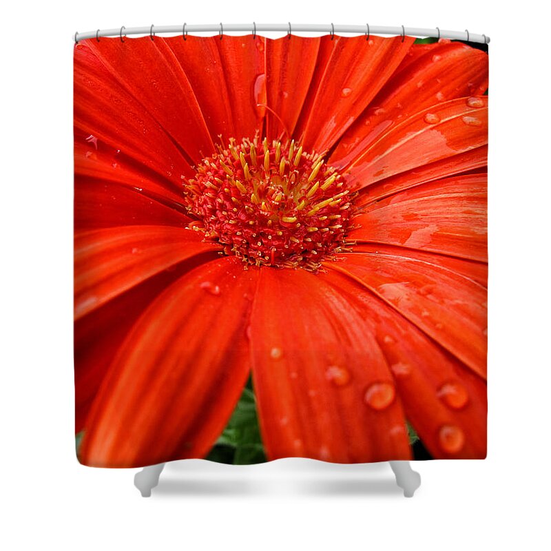 Zest For Life Shower Curtain featuring the photograph Zest for Life by Rachel Cohen