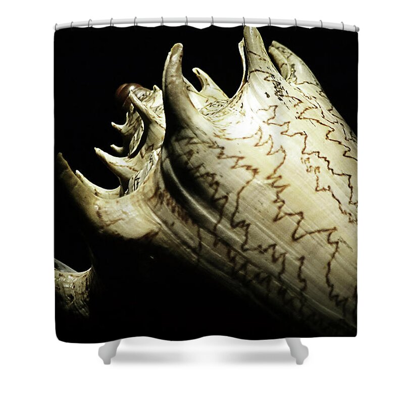 Seashell Shower Curtain featuring the photograph Zigzag Shell on Black by Nadalyn Larsen