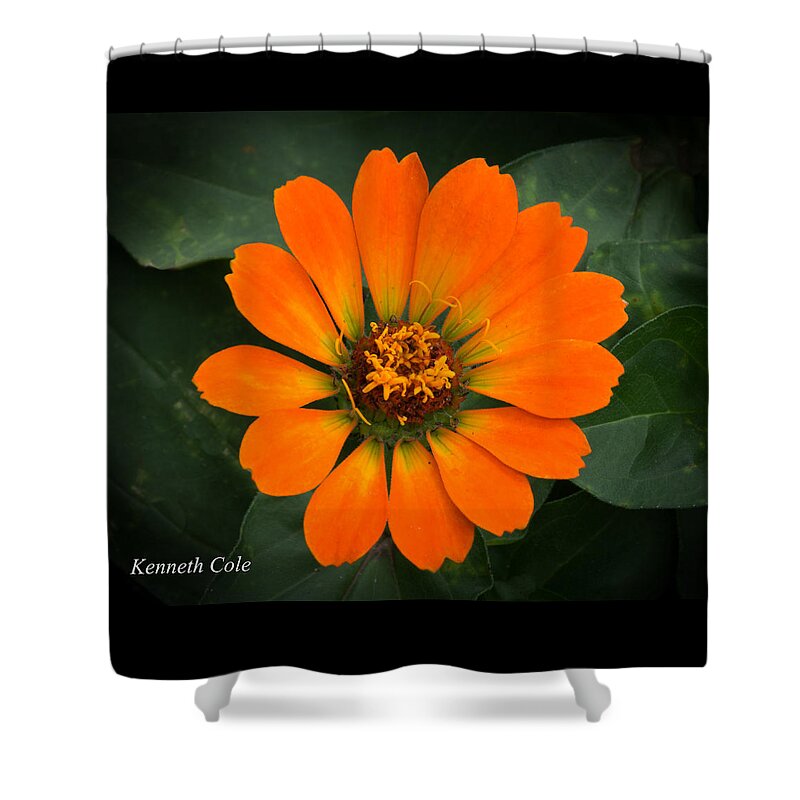 Orange Color Zinnia In Bloom Shower Curtain featuring the photograph Zinnia 2 by Kenneth Cole