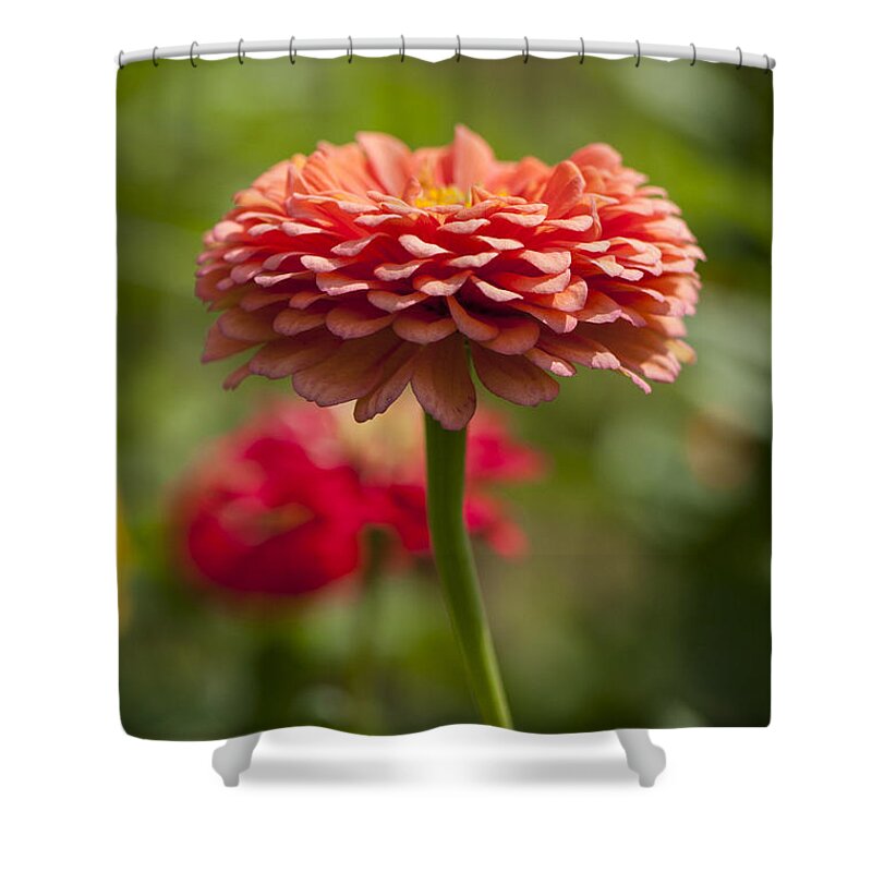 Beallesville Shower Curtain featuring the photograph Zinnia portrait by Brian Green