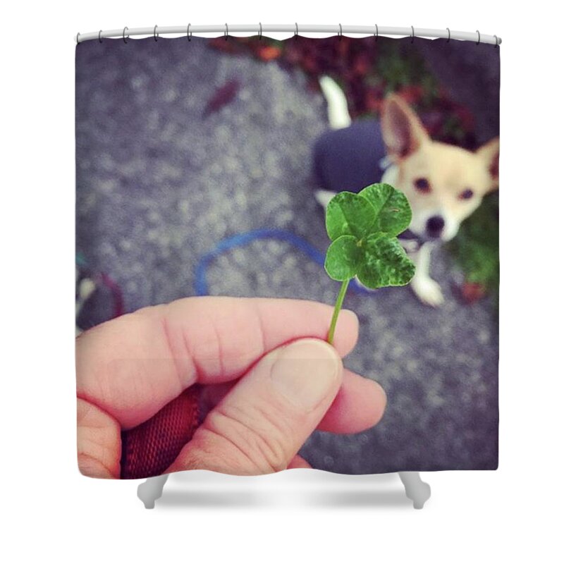 Chihuahua Shower Curtain featuring the photograph Zoe Found Another 4-leaf Clover. She's by Ginger Oppenheimer