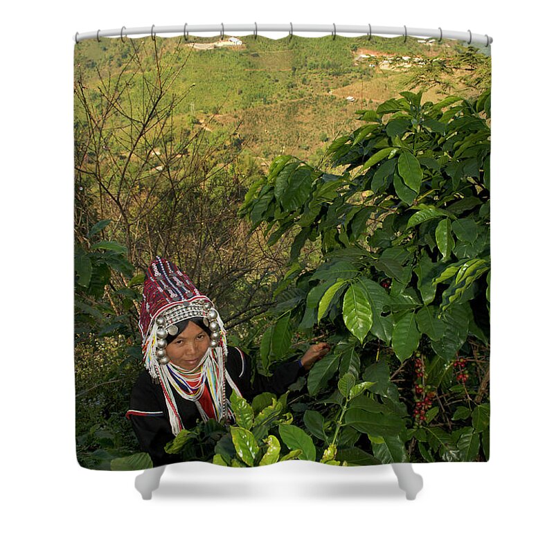 Asian And Indian Ethnicities Shower Curtain featuring the photograph Akha Women Harvesting Coffee #1 by Oneclearvision