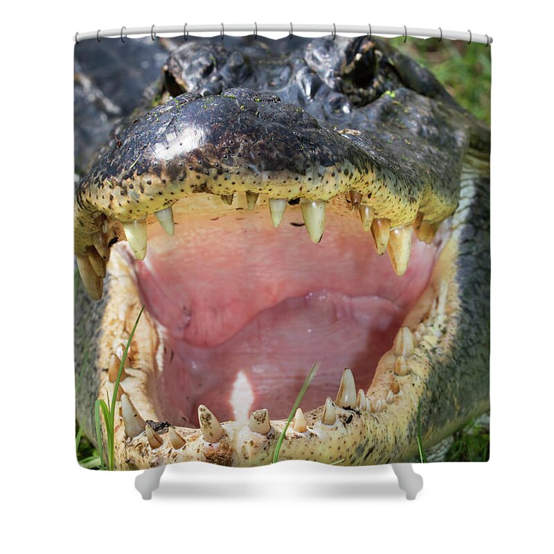 Aggression Shower Curtain featuring the photograph American Alligator #1 by Ivan Kuzmin