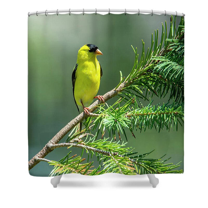 Bird Shower Curtain featuring the photograph American Goldfinch by Cathy Kovarik