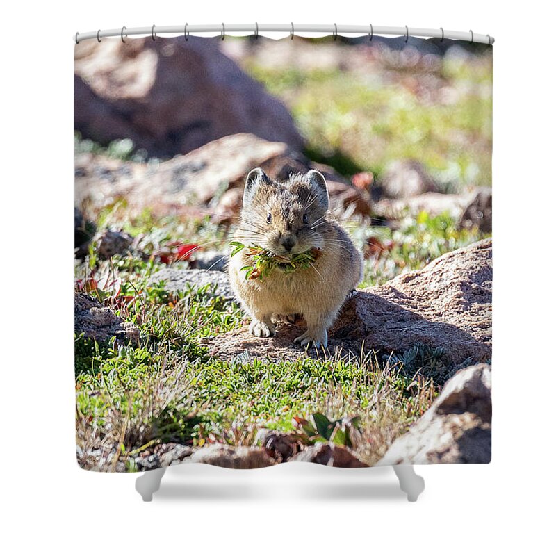 Pika Shower Curtain featuring the photograph American Pika with a Mouthful #1 by Tony Hake