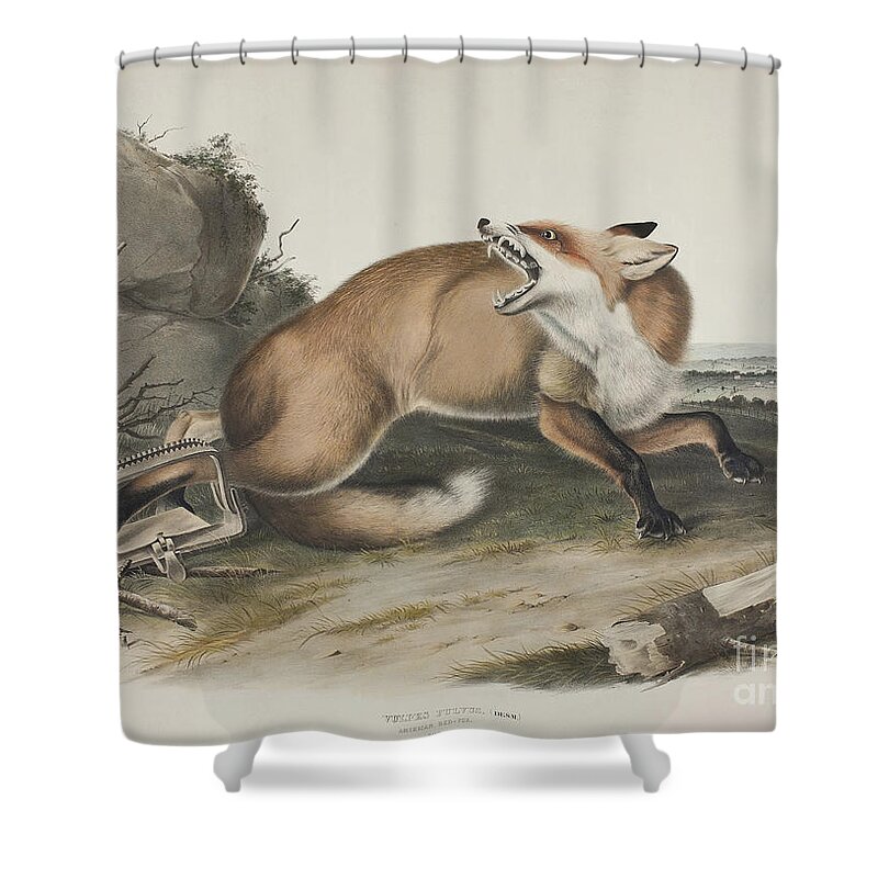 Fox Shower Curtain featuring the painting American Red Fox by John James Audubon