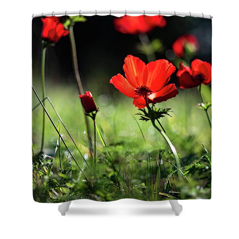 Anemones Shower Curtain featuring the photograph Anemones #2 by Benny Woodoo