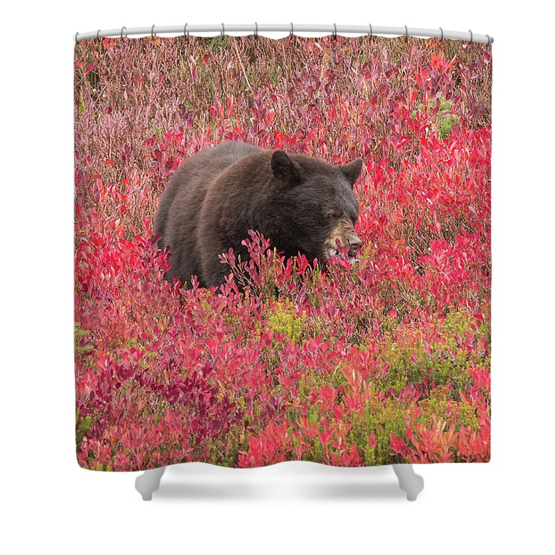 Black Bear Shower Curtain featuring the photograph Berries for the Bear by E Faithe Lester