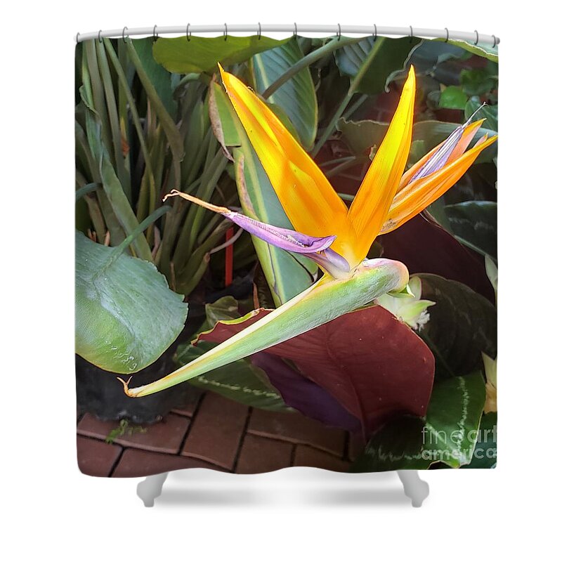 Flower. Gold Shower Curtain featuring the photograph Bird of Paradise #1 by Anita Adams