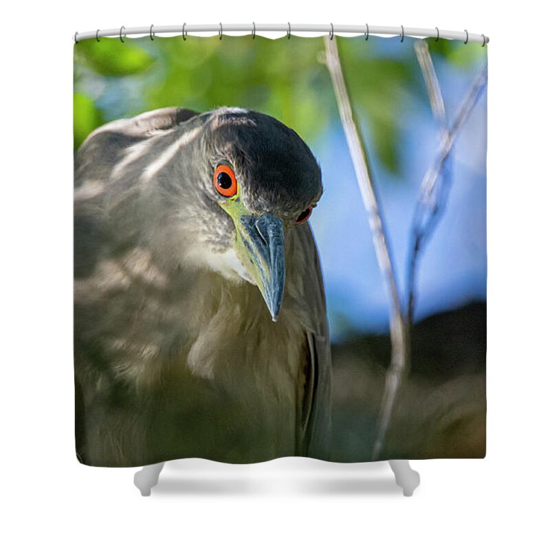 Night Heron Shower Curtain featuring the photograph Black Crowned Night Heron 1 #1 by Rick Mosher