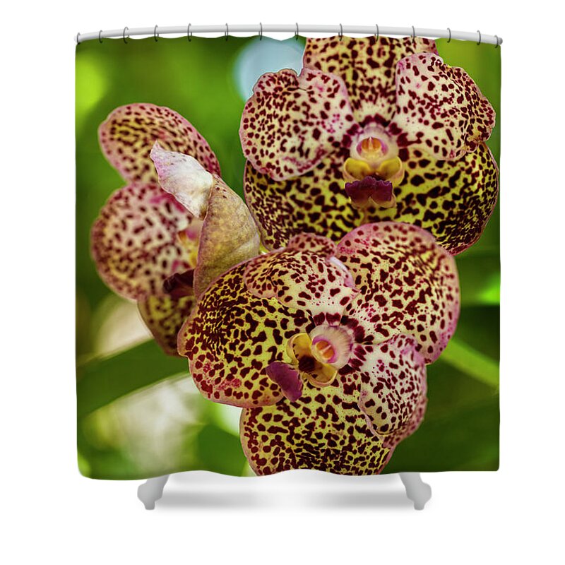 Ascda Kulwadee Fragrance Shower Curtain featuring the photograph Black Spotted Vanda Orchid Flowers #1 by Raul Rodriguez