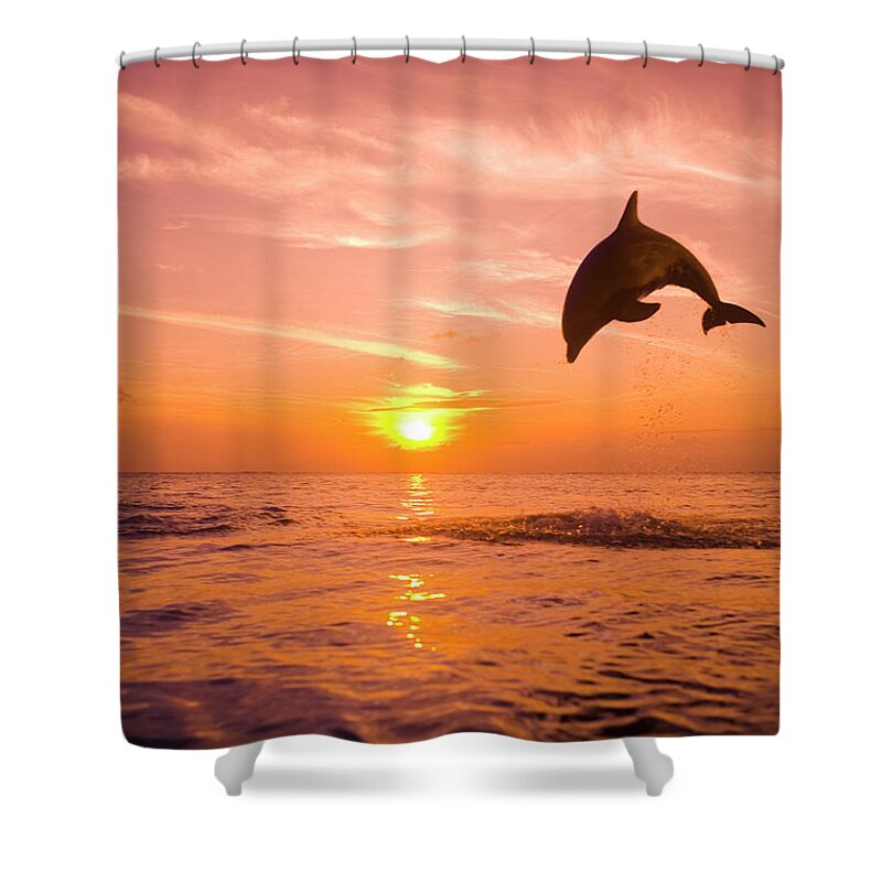Orange Color Shower Curtain featuring the photograph Bottlenose Dolphin Tursiops Truncatus #1 by Rene Frederick
