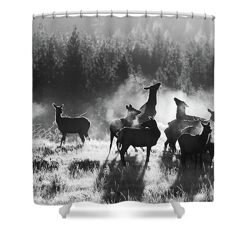 Elk Shower Curtain featuring the photograph Bull Elk and Harem #1 by Max Waugh