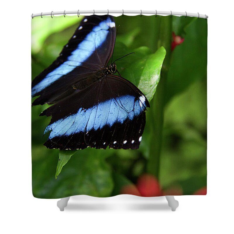 Butterfly Shower Curtain featuring the photograph Butterfly - Banded Morpho #2 by Richard Krebs