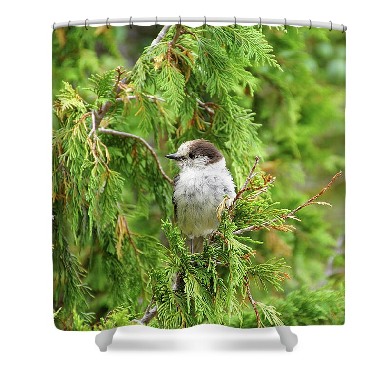 Jay Shower Curtain featuring the photograph Camprobber - the Gray Jay #1 by Steve Estvanik