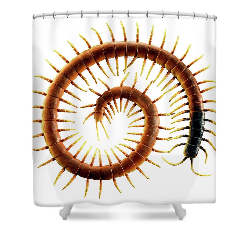 Centipede Shower Curtains