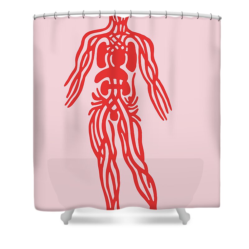 Anatomical Shower Curtain featuring the drawing Circulatory System #1 by CSA Images