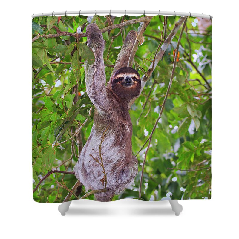 Alajuela Shower Curtain featuring the photograph Climbing Sloth #1 by Ivan Kuzmin