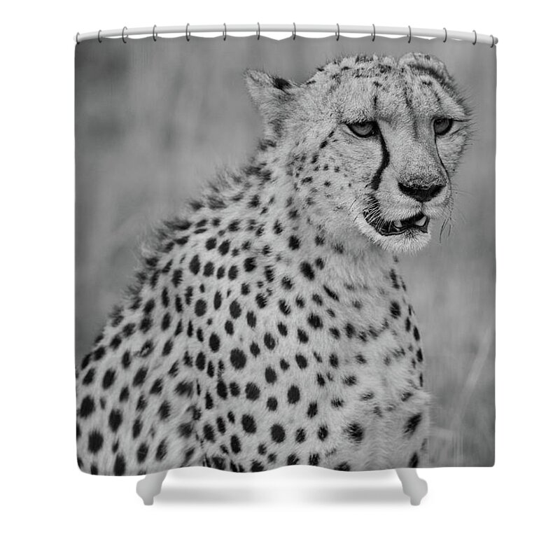 Cheetah Shower Curtain featuring the photograph Concentration #1 by Mark Hunter