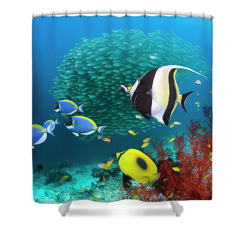Underwater Shower Curtain featuring the photograph Coral Reef Fish #1 by Georgette Douwma