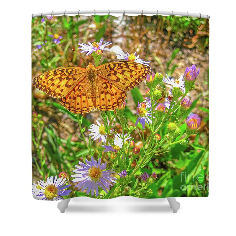 Butterfly Shower Curtain featuring the photograph Coronis fritillary butterfly #1 by Benny Marty