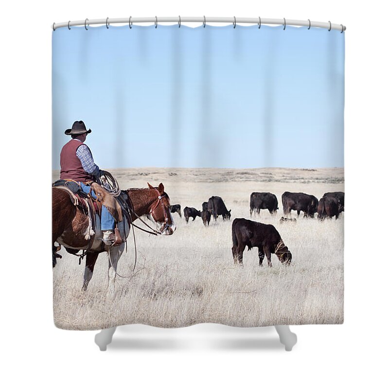 Horse Shower Curtain featuring the photograph Cowboy Herding Of Angus Cattle On Open #1 by Daydreamsgirl