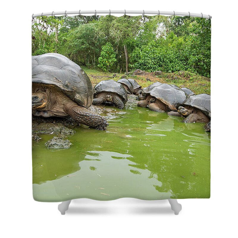 Animal Shower Curtain featuring the photograph Creep Of Indefatigable Island Tortoises #1 by Tui De Roy