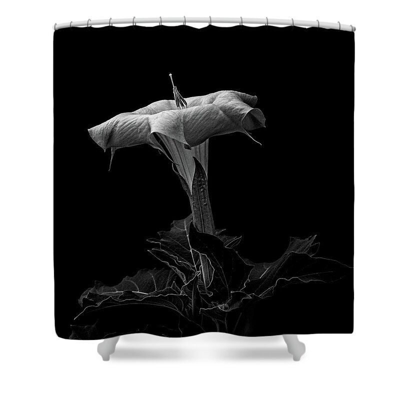 Datura Shower Curtain featuring the photograph Datura in black and white #2 by Alessandra RC