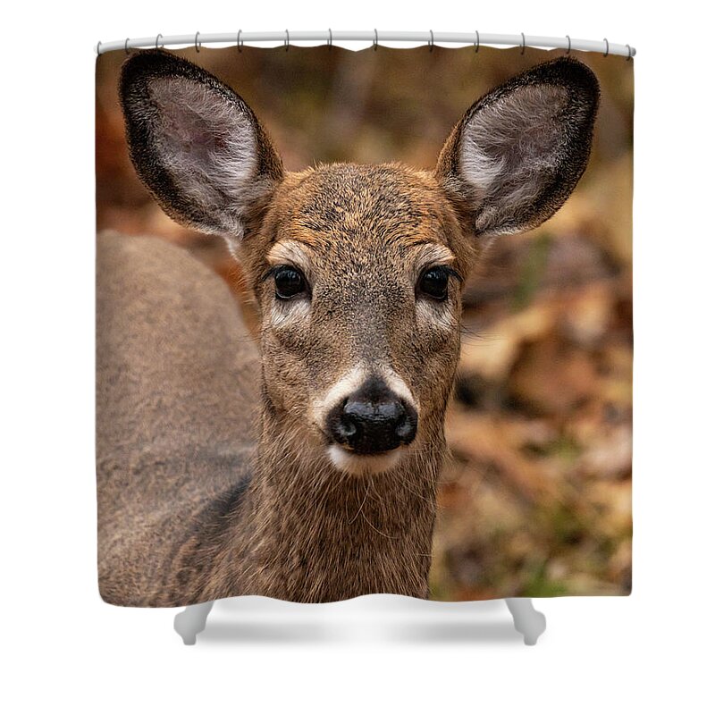 Nature Shower Curtain featuring the photograph Doe a Deer #1 by Jody Partin