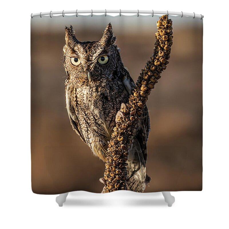 Eastern Screech Owl Shower Curtain featuring the photograph Eastern Screech Owl #2 by Dawn Key