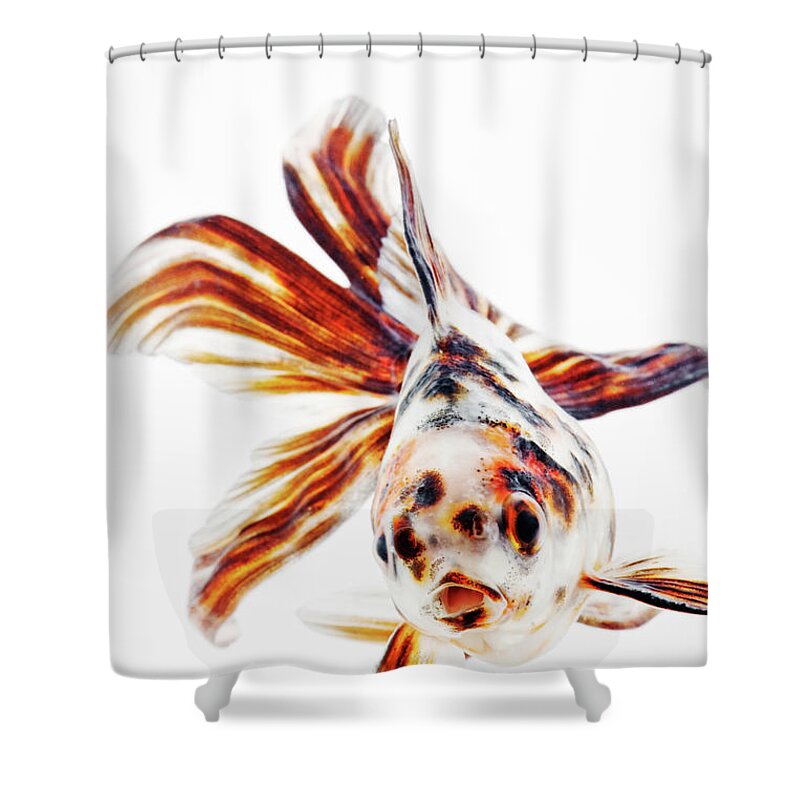 Pets Shower Curtain featuring the photograph Fantail Comet Goldfish #1 by Martin Harvey