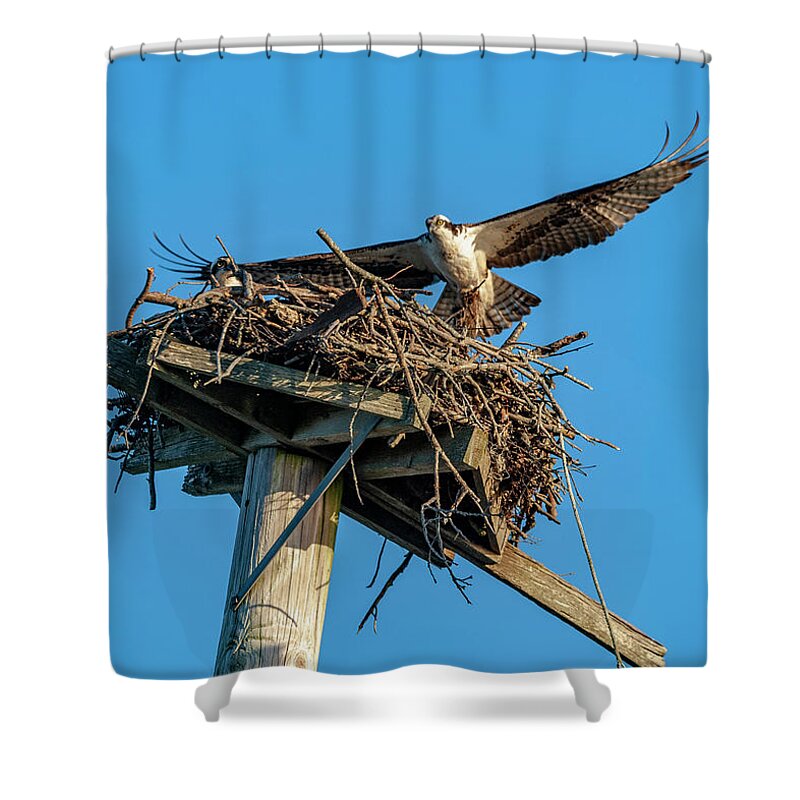 Osprey Shower Curtain featuring the photograph Feathering The Nest by Cathy Kovarik