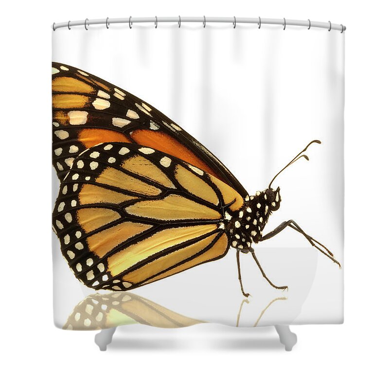 Orange Color Shower Curtain featuring the photograph Female Monarch Butterfly Danaus #1 by Don Farrall