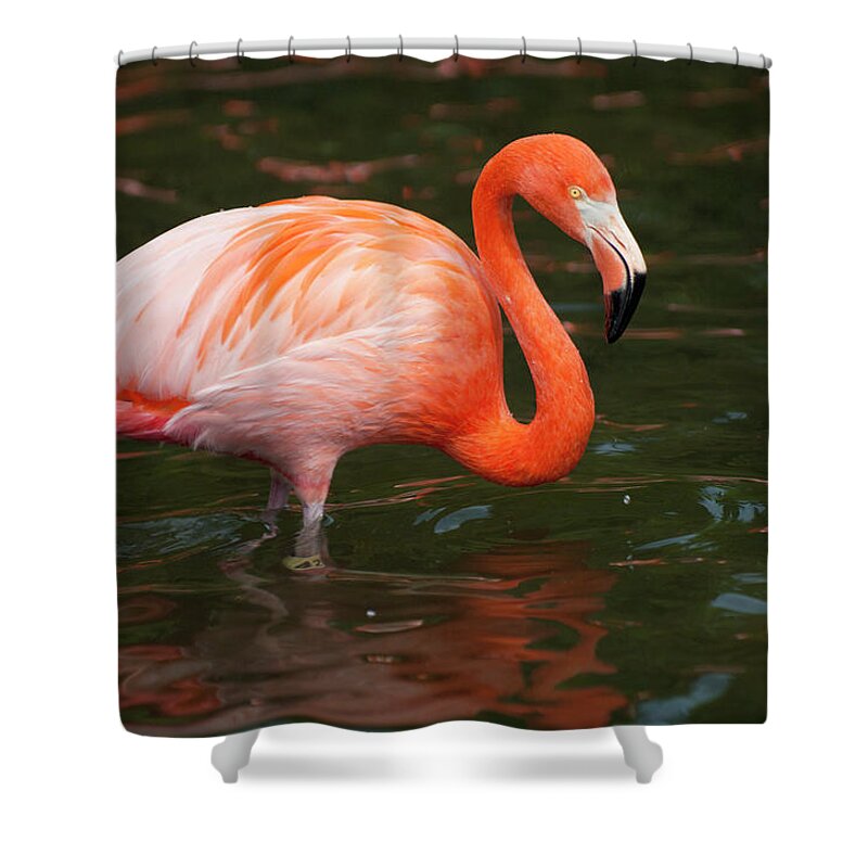 Animal Themes Shower Curtain featuring the photograph Flamingo In Lake #1 by Laura Ciapponi
