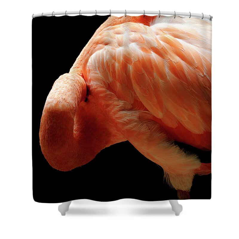 Black Background Shower Curtain featuring the photograph Flamingo #1 by Tomml