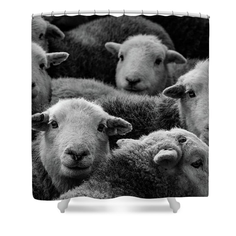 Herdwick Sheep Shower Curtain featuring the mixed media Flock Of Herdwicks by Smart Aviation