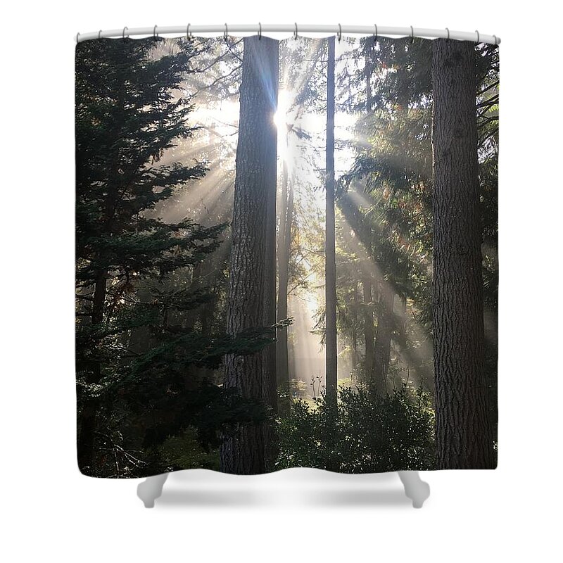 Forest Shower Curtain featuring the photograph Forest Sunlight #1 by Jerry Abbott