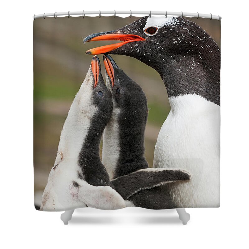 Animal Shower Curtain featuring the photograph Gentoo Penguin With Begging Chicks #1 by Tui De Roy