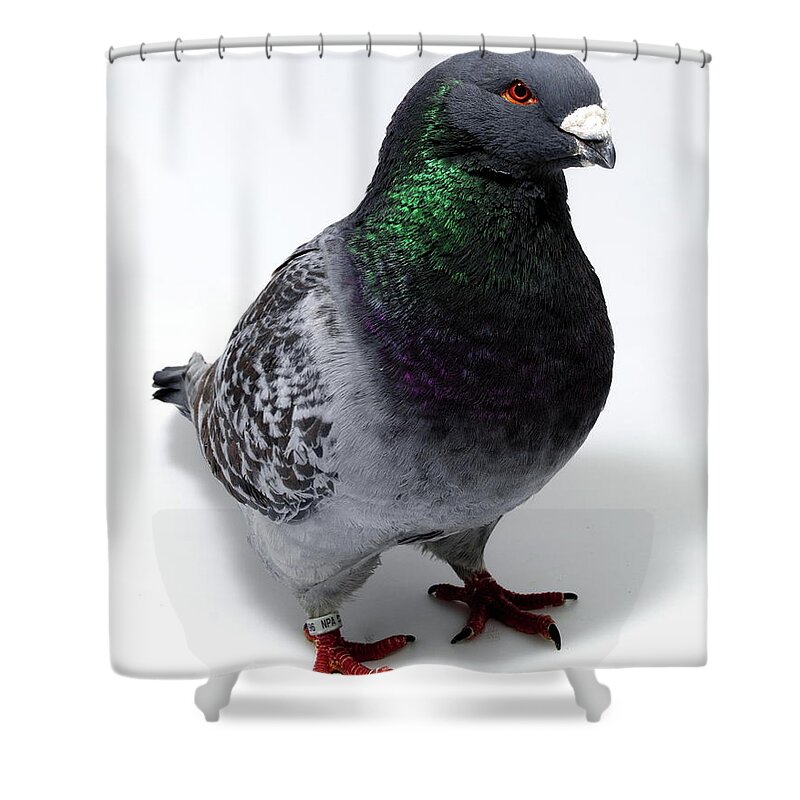 Pigeon Shower Curtain featuring the photograph Giant Show Homer #1 by Nathan Abbott