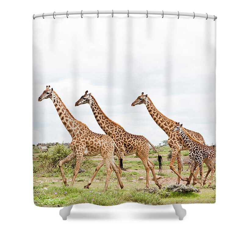 Eco Tourism Shower Curtain featuring the photograph Giraffes Are Running #1 by 1001slide