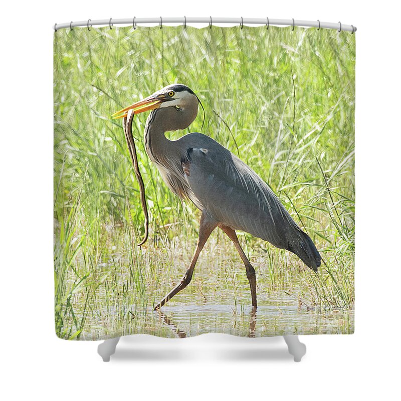Bird Shower Curtain featuring the photograph Great Blue Heron with a Snake #1 by Dennis Hammer