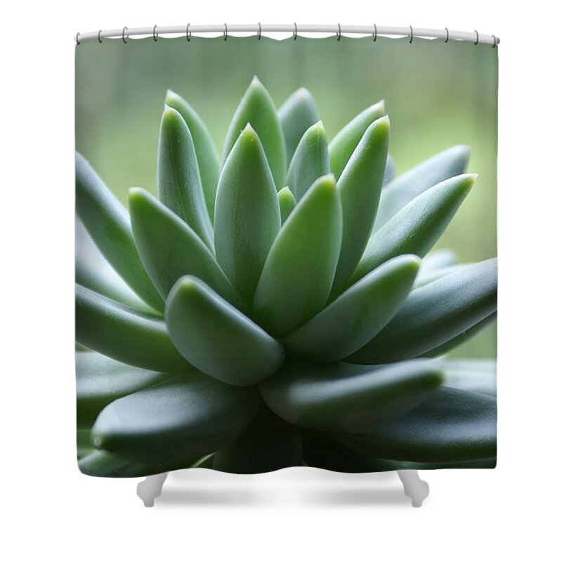 Agave Shower Curtain featuring the photograph Healthy Green Houseplant #1 by Dorin s