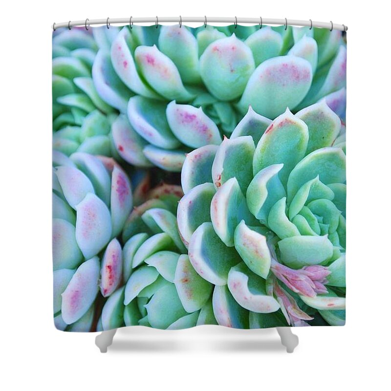 Scenics Shower Curtain featuring the photograph Hens And Chicks Succulent In Soft Focus #1 by Lazingbee