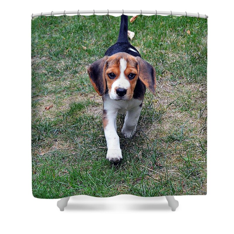 Beagle Puppy Shower Curtain featuring the photograph Hermine The Beagle by Thomas Schroeder