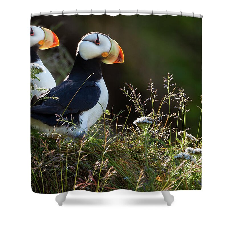 Horned Puffin Shower Curtain featuring the photograph Horned Puffins, Lake Clark National #1 by Mint Images/ Art Wolfe